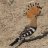 Hoopoe